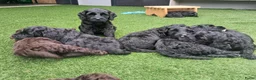 Kruising honden te koop: Prachtige Australian Labradoodle alf1 pups  - Advertentie 6