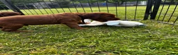 Ierse Setter honden te koop: Mooie Ierse setter pups - Advertentie 5