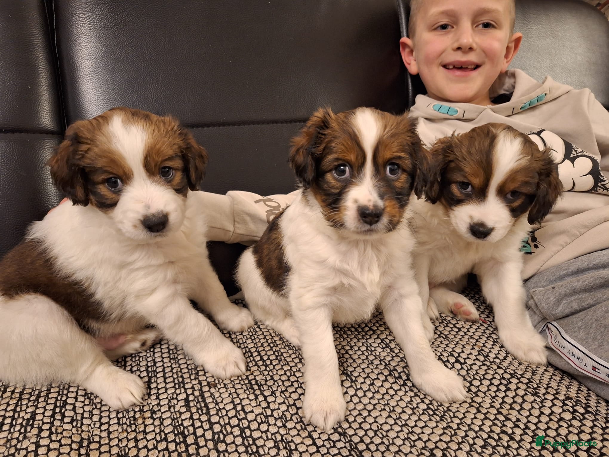 Kooikerhondje honden Lieve Kooikerpups beschikbaar reserveren nu  - Advertentie 1