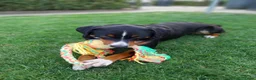 Kruising honden te koop: Prachtige puppy’s in Saasveld - Advertentie 5