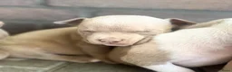 Amerikaanse Bully honden te koop: Amerikaanse pocket bully’s , met stamboom - Advertentie 9