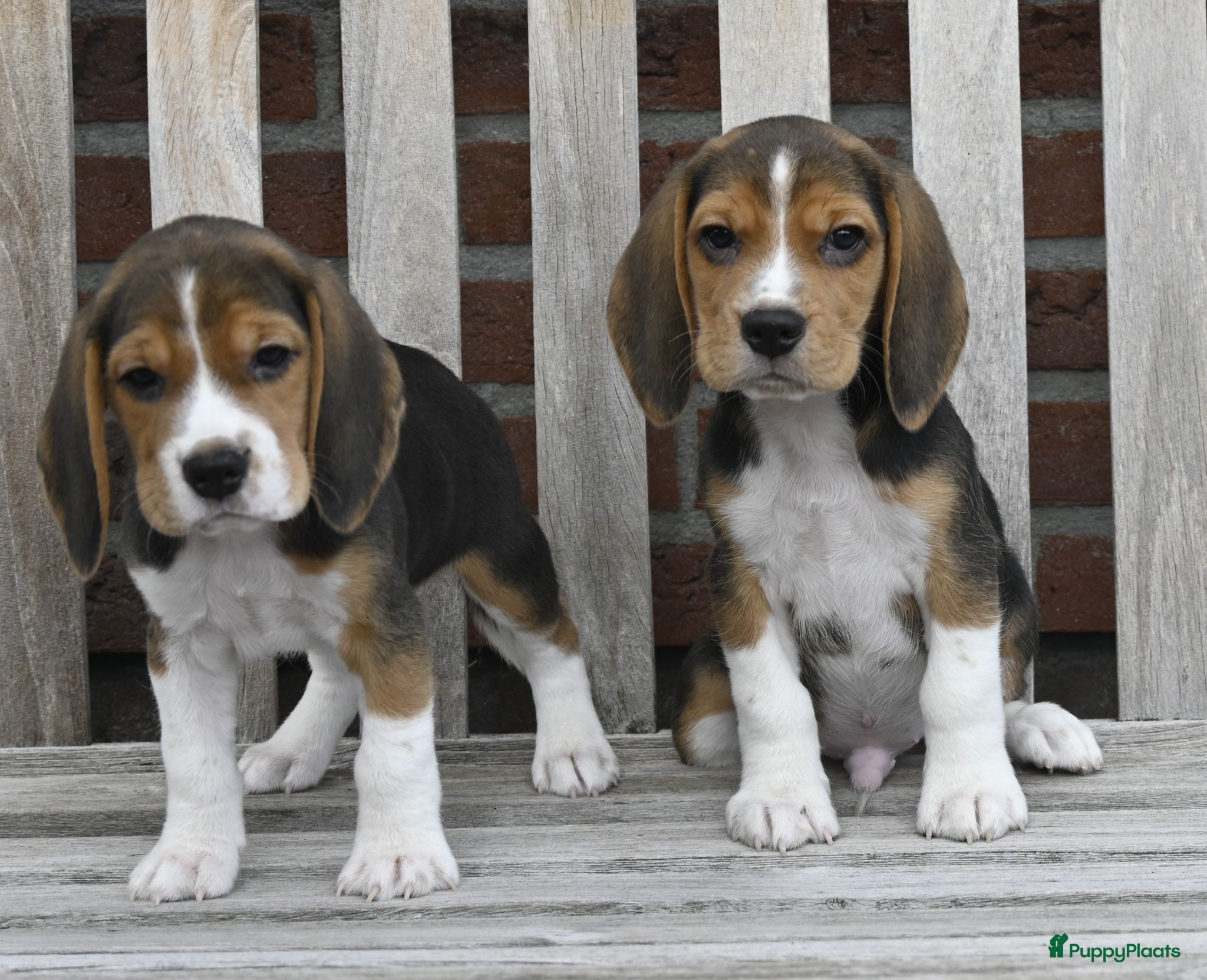 Beagle honden Prachtige Beagle pups met stamboom ! - Advertentie 1