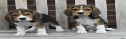 Beagle honden te koop: Prachtige Beagle pups met stamboom ! - Advertentie 1