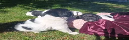 Friese Stabij honden te koop: Onze Donna heeft 6 pups - Advertentie 13