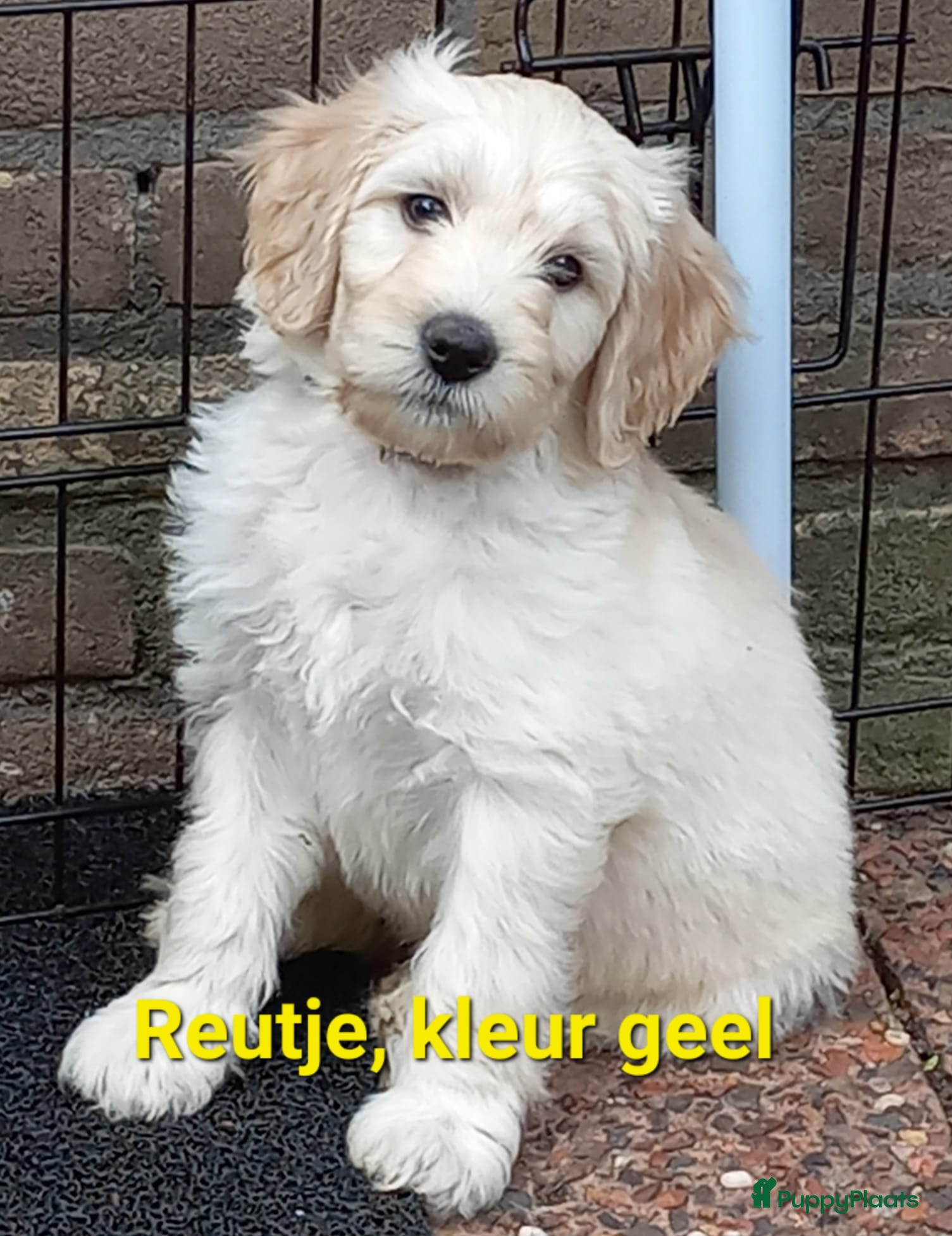 Kruising honden Medium Labradoodle pups-vanaf 24 april beschikbaar - Advertentie 1