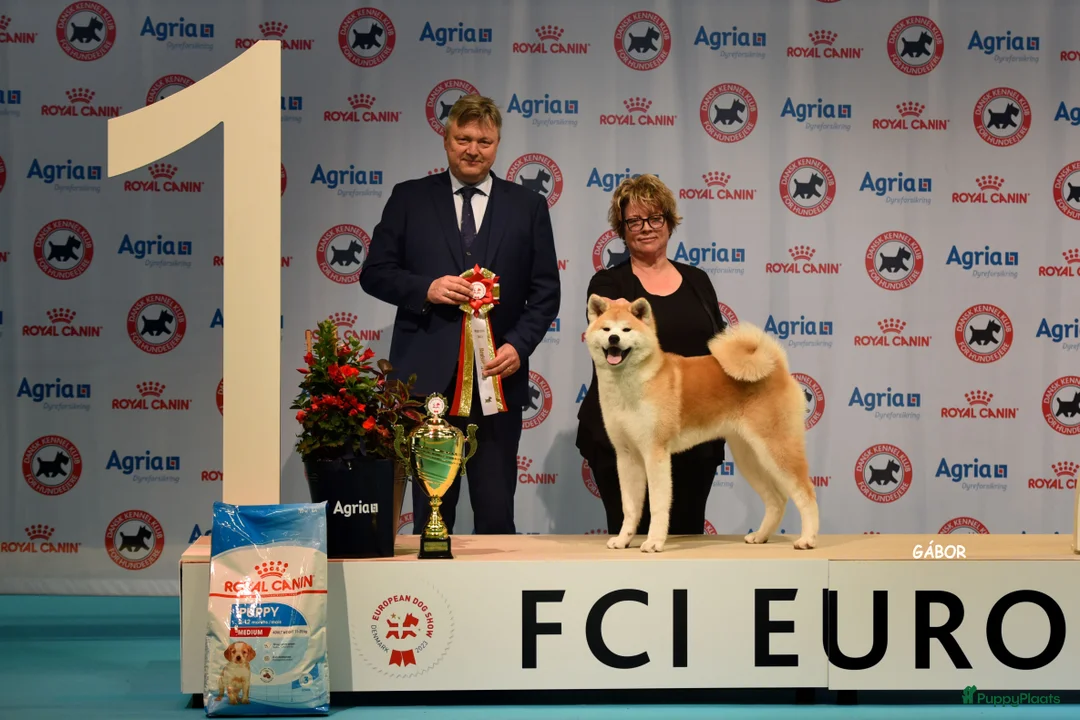 Galerij afbeelding {{count}}