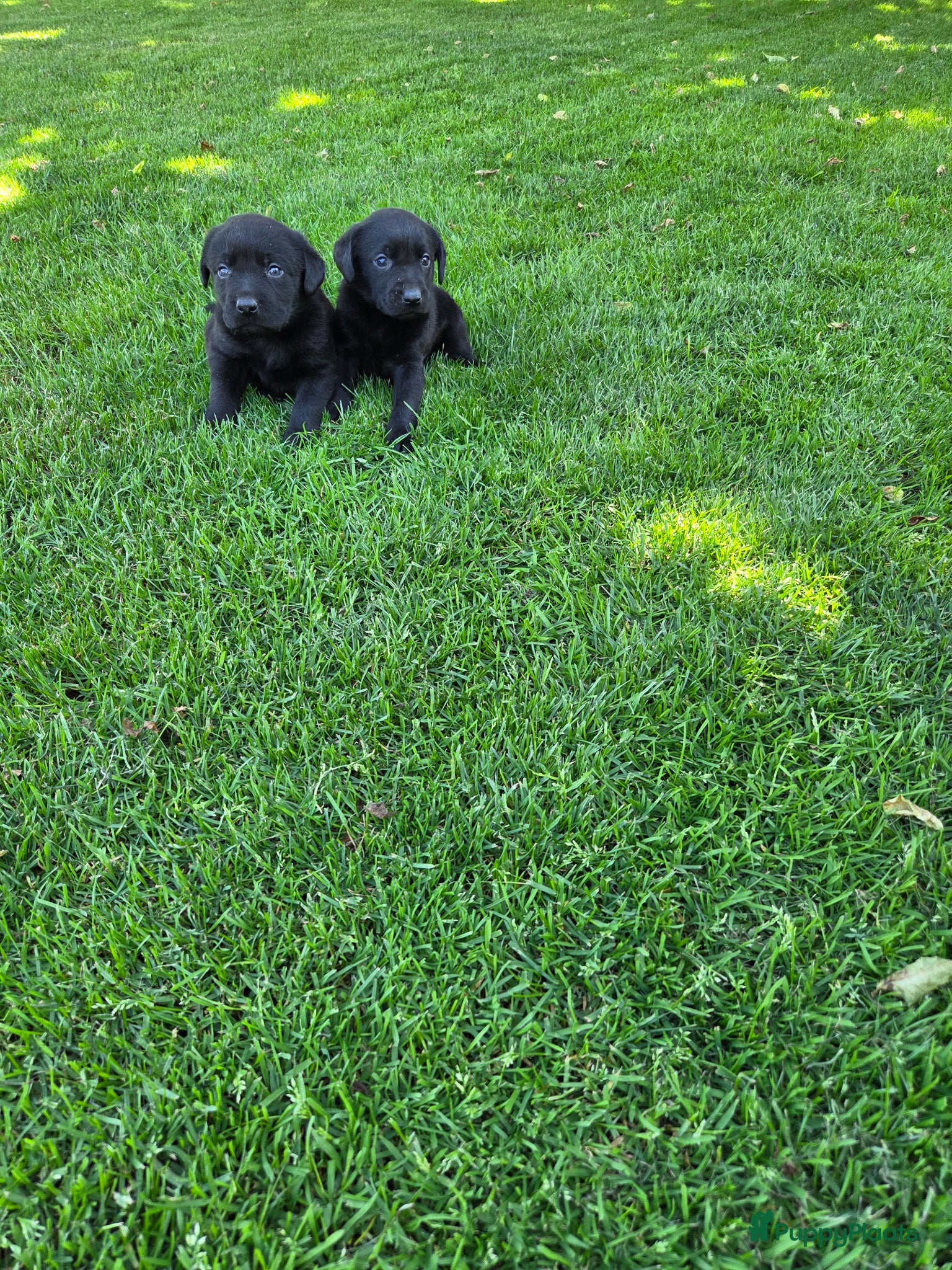 Labrador Retriever honden te koop: Labrador pups raszuiver zwart  - Advertentie 3