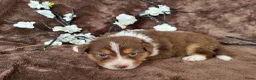 Australian Shepherd honden te koop: Australian Shepherd teefje met FCI stamboom - Advertentie 3