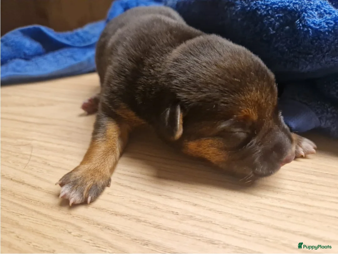 Kruising honden te koop: Hollandse Herder x Mechelaar - Cattle Dog Pup - Advertentie 15