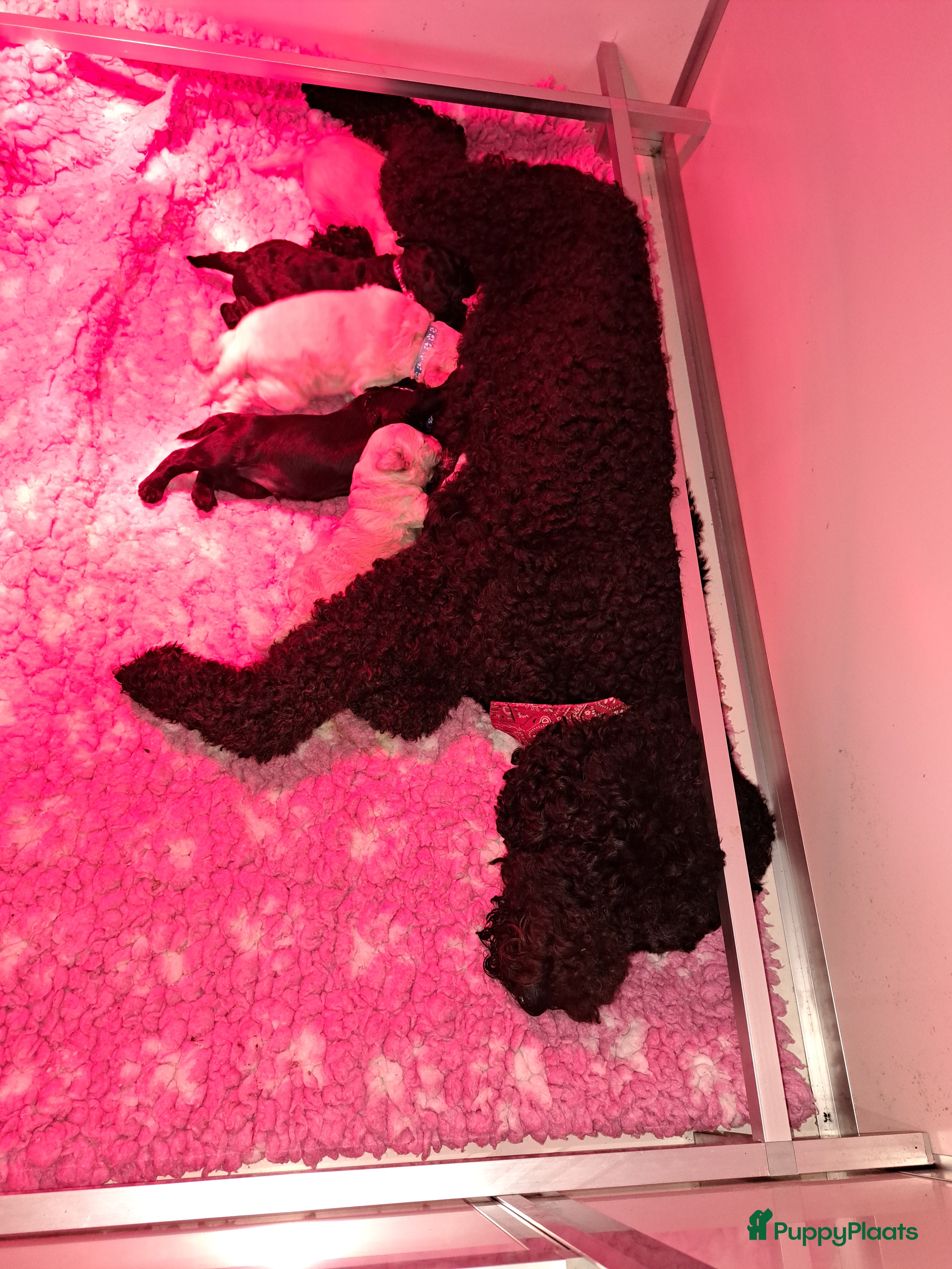 Labradoodle honden Nog 3 labradoodle pups beschikbaar in De Lutte - Advertentie 2