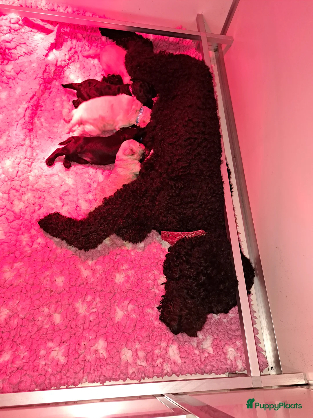 Labradoodle honden te koop: Nog 3 labradoodle pups beschikbaar in De Lutte - Advertentie 2