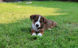 Kruising honden te koop: hele lieve, speelse pups  - Afbeelding 2