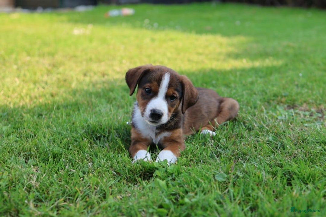 Kruising honden te koop: hele lieve, speelse pups  - Afbeelding 2