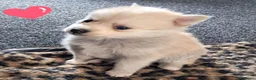 Pomsky honden te koop: Pomsky pups - Advertentie 7