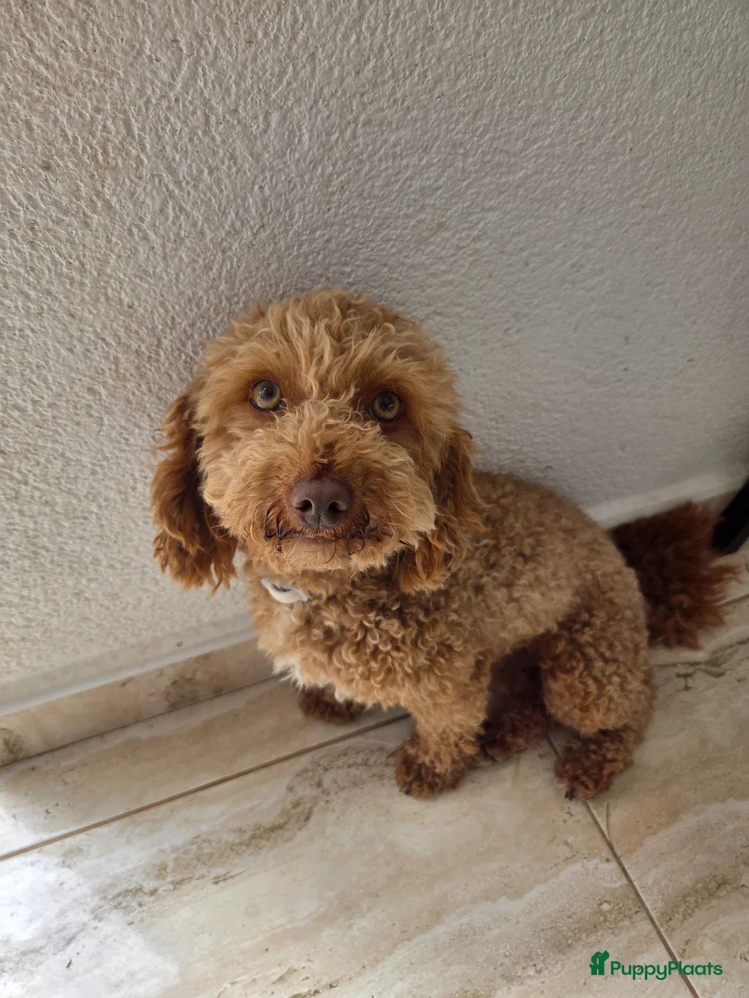 Poedel Toy honden te koop: toy poedel pups rood - Advertentie 22