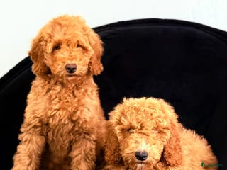 Labradoodle honden Labradoodle - Advertentie 2