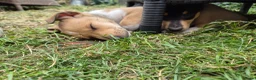 Schotse Herdershond korthaar honden te koop: Schotse herdershond korthaar pups - Advertentie 2