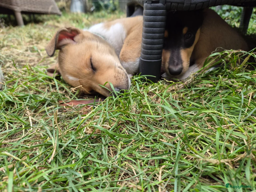 Schotse Herdershond korthaar honden te koop: Schotse herdershond korthaar pups - Advertentie 2