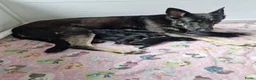 Duitse Herder honden te koop: Oost europese herder pupjes  - Advertentie 3