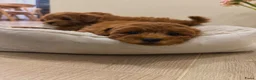 Kruising honden te koop: Dwergpoedel puppy - Advertentie 4
