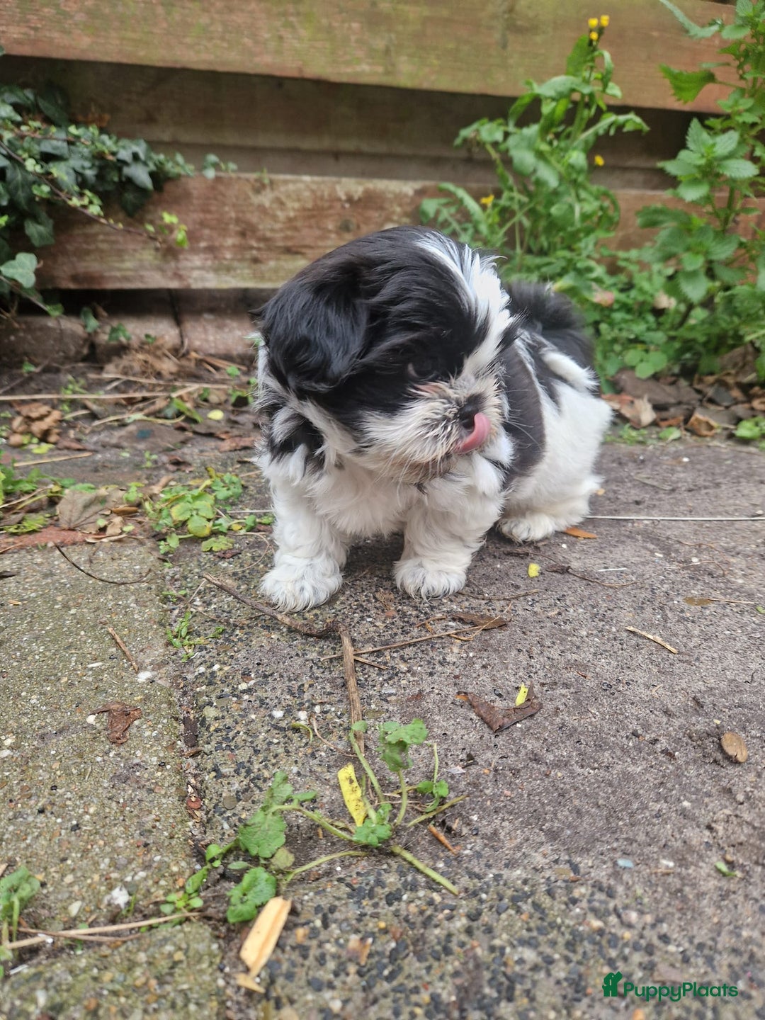 Shih Tzu honden te koop: Lieve shih tzu pups. - Advertentie 6