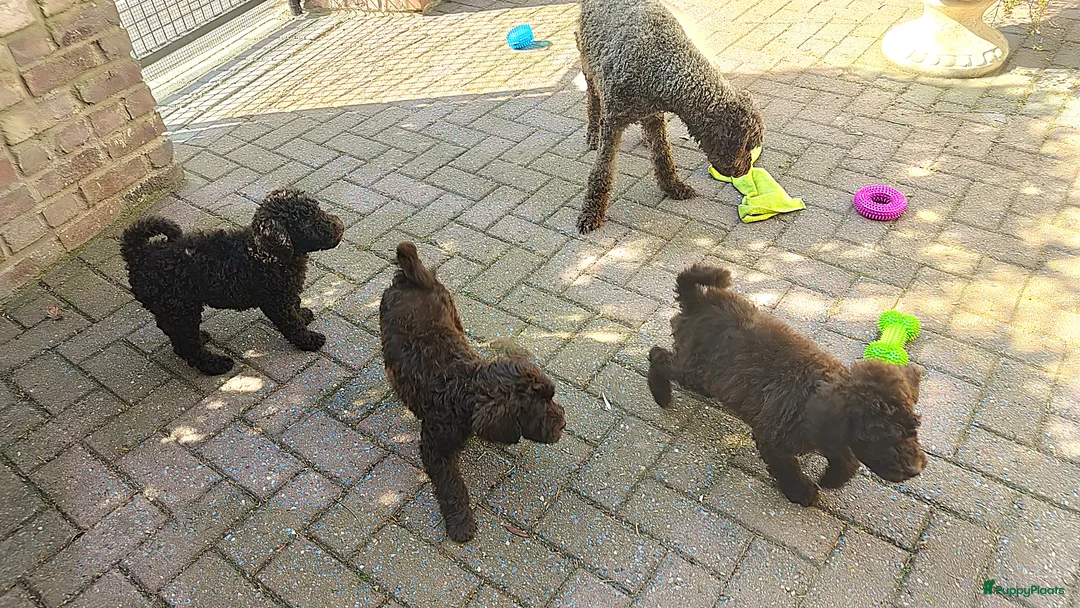 Labradoodle honden te koop: chocolade bruine f4 multigen labradoodle pups - Advertentie 21