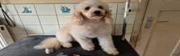 Cockapoo honden te koop: Cockapoo F2b pups - Advertentie 4