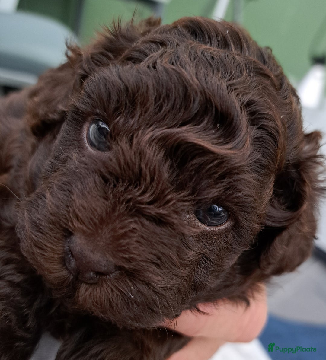 Shihpoo honden te koop: Choco shihpoo puppy teefje x toypoedel - Advertentie 1