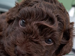 Shihpoo honden Choco shihpoo puppy teefje x toypoedel - Advertentie 5
