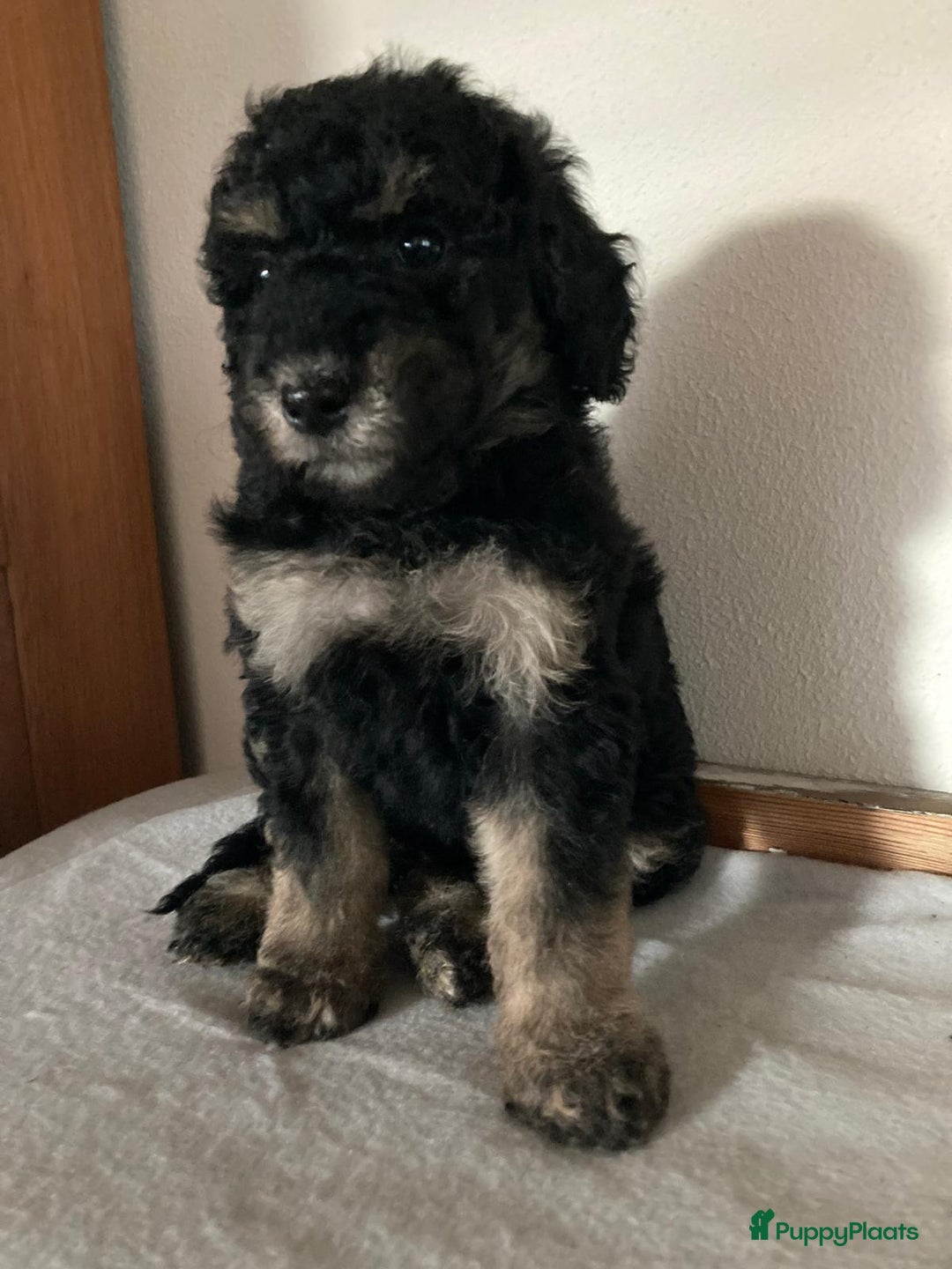 Goldendoodle honden te koop: Lieve sociale Goldendoodle pups, middelmaat - Advertentie 3