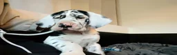 Duitse Dog honden te koop: Duitse Doggen pups in Koewacht - Advertentie 10