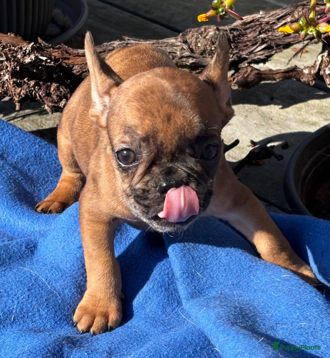 Franse Bulldog honden te koop: Prachtige Franse bulldog pups  - Advertentie 8