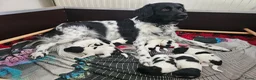 Friese Stabij honden te koop: Prachtige Friese Stabij pups (teefjes) in Readtsjerk - Advertentie 12