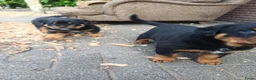 Rottweiler honden te koop: Super leuke en lieve rottweiler pups - Advertentie 8