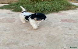 Poedel honden te koop: Prachtig mooi harlekijn koningspoedel teefje✨🐾 - Advertentie 7