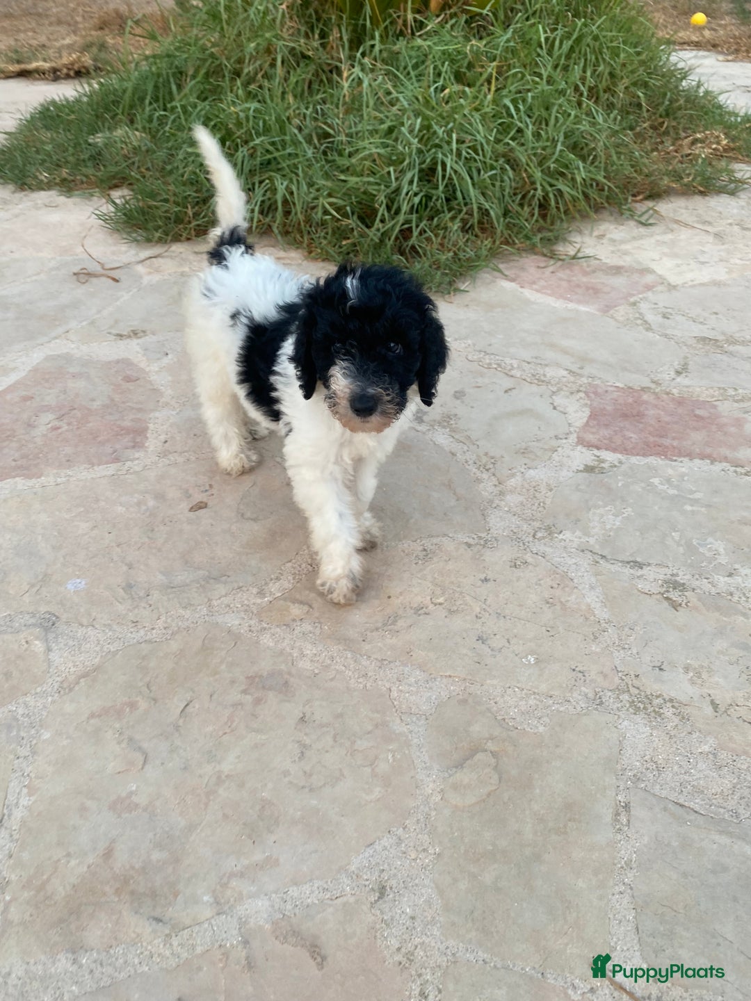 Poedel honden te koop: Prachtig mooi harlekijn koningspoedel teefje✨🐾 - Advertentie 7