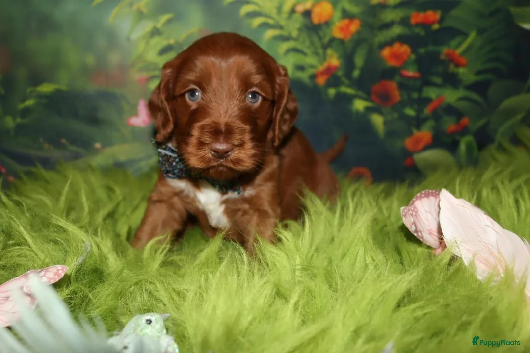 Australian Labradoodle honden te koop: 1 teefje en 3 reutjes Australian labradoodle pups - Advertentie 2