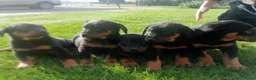 Beauceron honden te koop: Gezinshond Beauceron  in Strijbeek - Advertentie 7