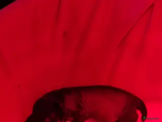 Chinese Naakthond honden 1 Chinese naakthond+ 1 powderpuff teefje - Advertentie 16