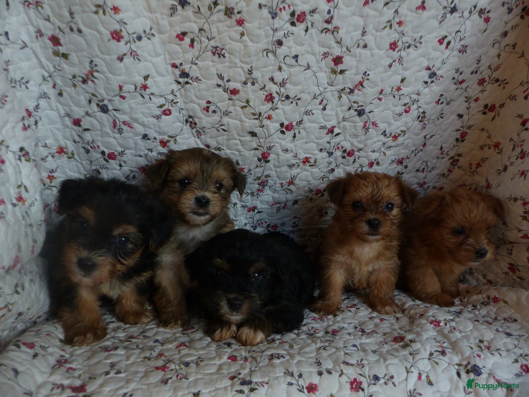 Yorkshire Terriër honden te koop: 5 pups Yorkshire Terrier gezond niet doorgefokt - Advertentie 25