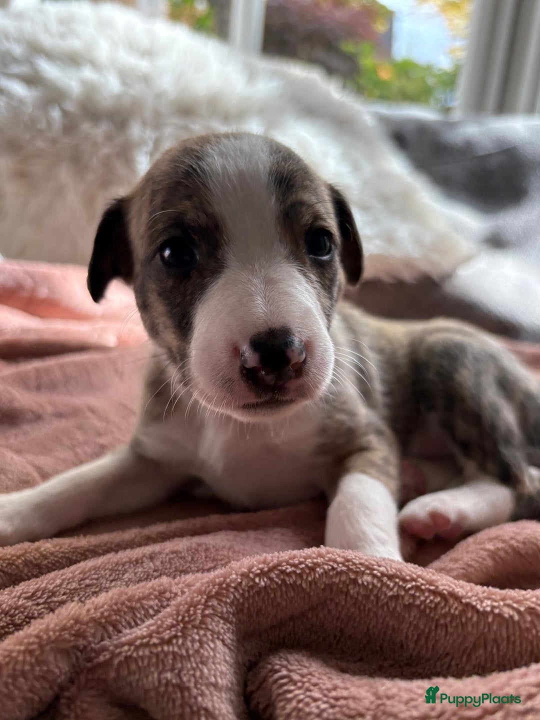 Kruising honden te koop: Whippet Pups X Border Collie  – gezinsvriendelijk! - Advertentie 9