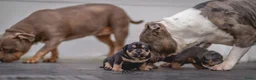 Amerikaanse Bully honden te koop: American Bully XL dekreu  - Advertentie 4