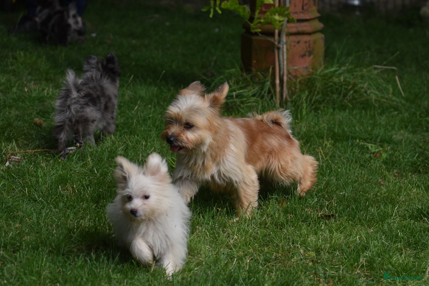 Kruising honden 6 Prachtige BooPom’s, 4 meiden🎀 2 jongens🧢 - Advertentie 2