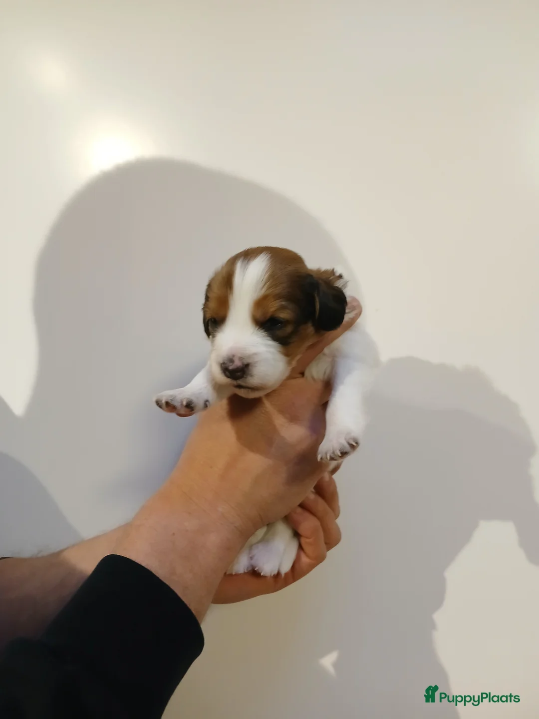 Kooikerhondje honden te koop: Supper liever  nestje kooiker pups van 7 - Advertentie 23