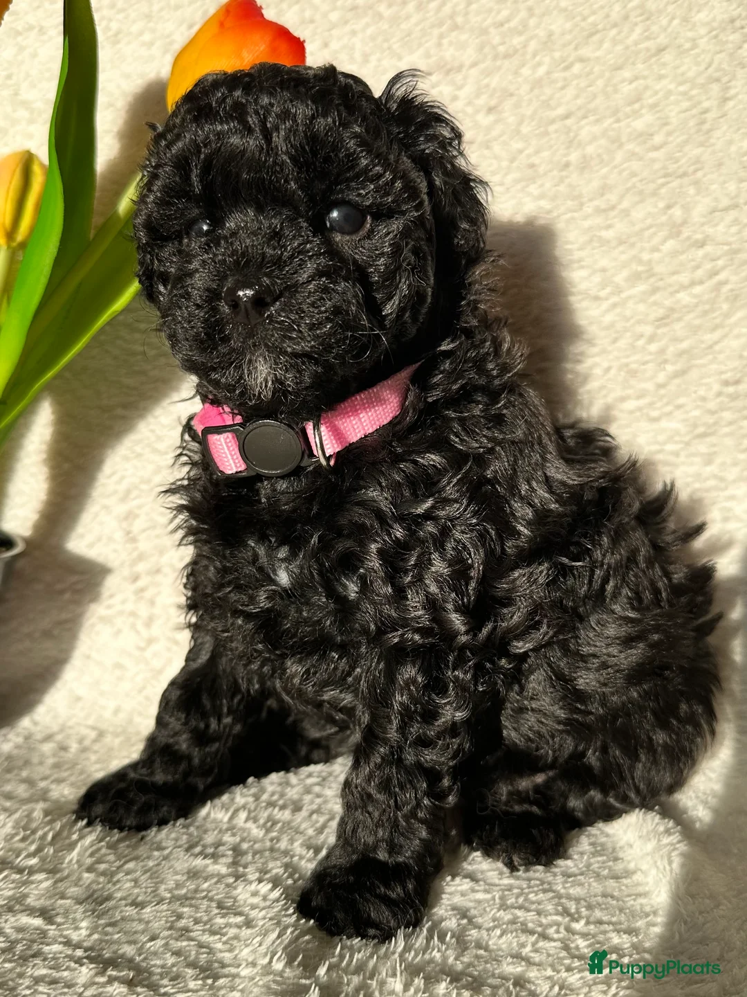 Poedel Toy honden te koop: Toypoedel pups (mini toypoedel) toypoodle puppy’s  - Advertentie 30