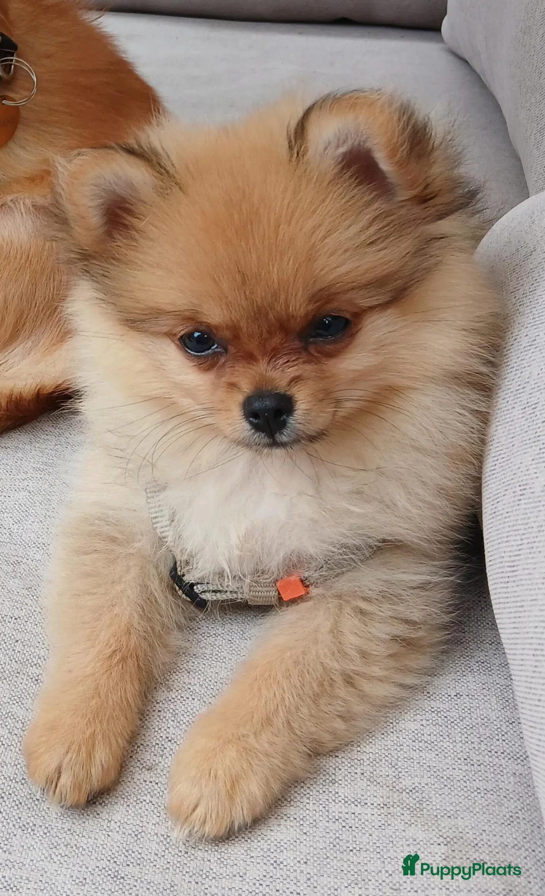 Pomchi honden te koop: Pomeriaan pups - Advertentie 2