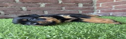Rottweiler honden te koop: 8 Rottweiler pups. - Advertentie 8