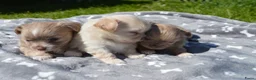 Chihuahua honden te koop: Langharige Chihuahua puppy’s  - Advertentie 17