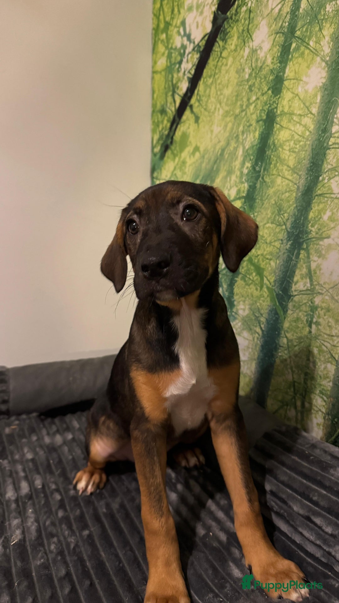 Kruising honden te koop: Amerikaanse Stafford x Hongaarse windhond - Advertentie 4