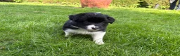 Border Collie honden te koop: Border collie pups  - Advertentie 8